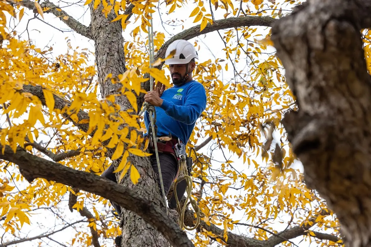 Skilled Tree Planting crew working in Chapel Hill
